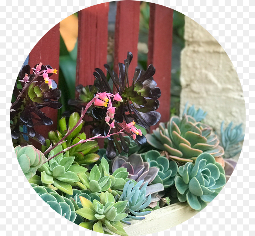 777x778 Blog Fireflyinstitute Houseplant, Flower, Flower Arrangement, Plant, Leaf PNG