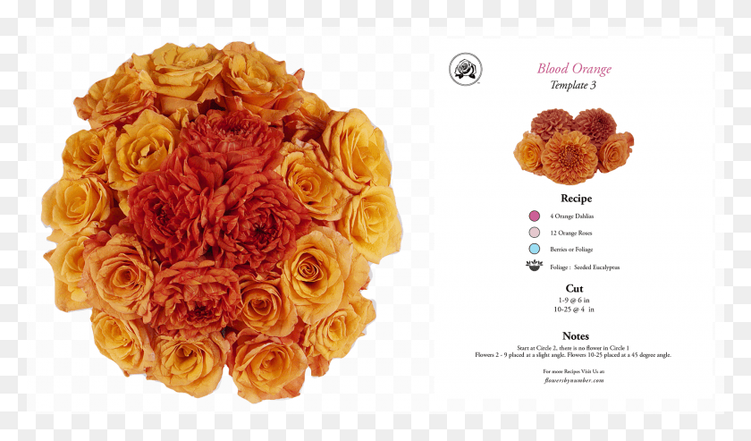 1800x1000 Blood Orange Bouquet, Plant, Rose, Flower HD PNG Download