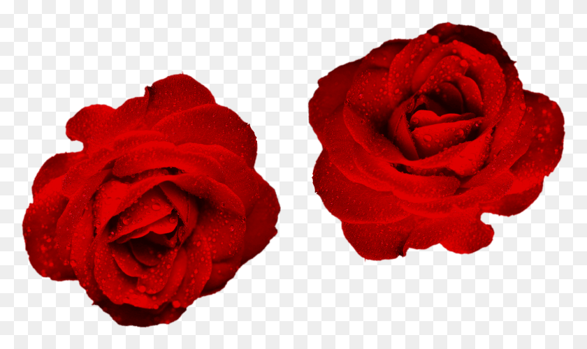 2737x1546 Blood Red Rose Flowers Easy Free Floribunda, Rose, Flower, Plant HD PNG Download