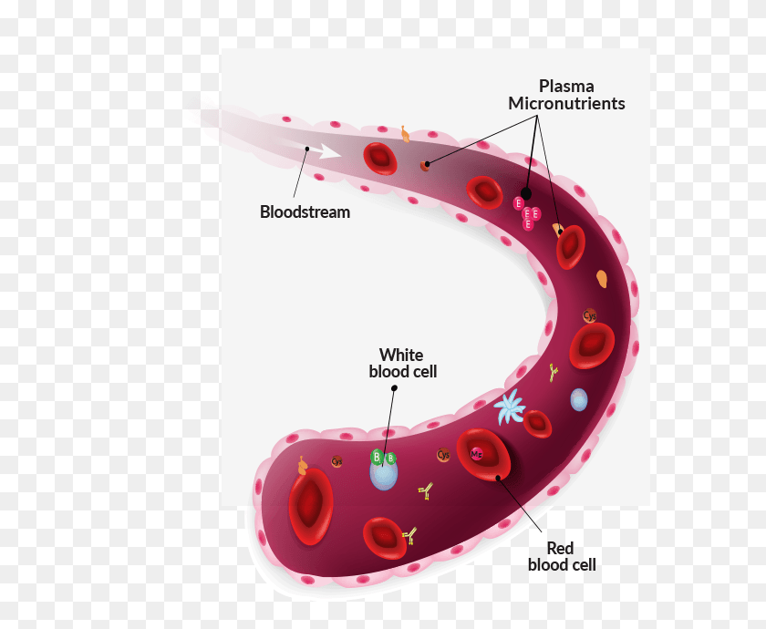 586x630 Descargar Png / Diagrama De La Corriente De Sangre Esquema Metastasa