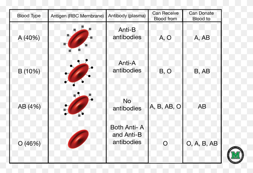 1806x1194 Blood Typing B4all Blood Donors In Bangladesh Rh B4all Blood Types Diagram Worksheet, Petal, Flower, Plant HD PNG Download