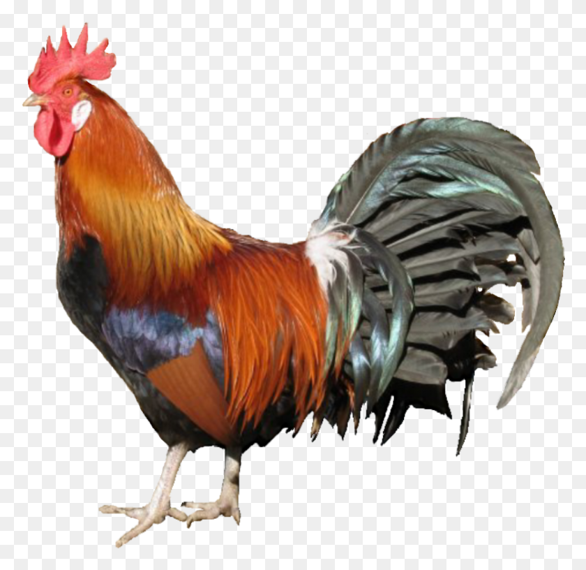 834x809 Bloodmage Thalnos Sinister Strike Definitive Smorc Como Canta El Gallo En Inglés, Chicken, Aves, Aves Hd Png