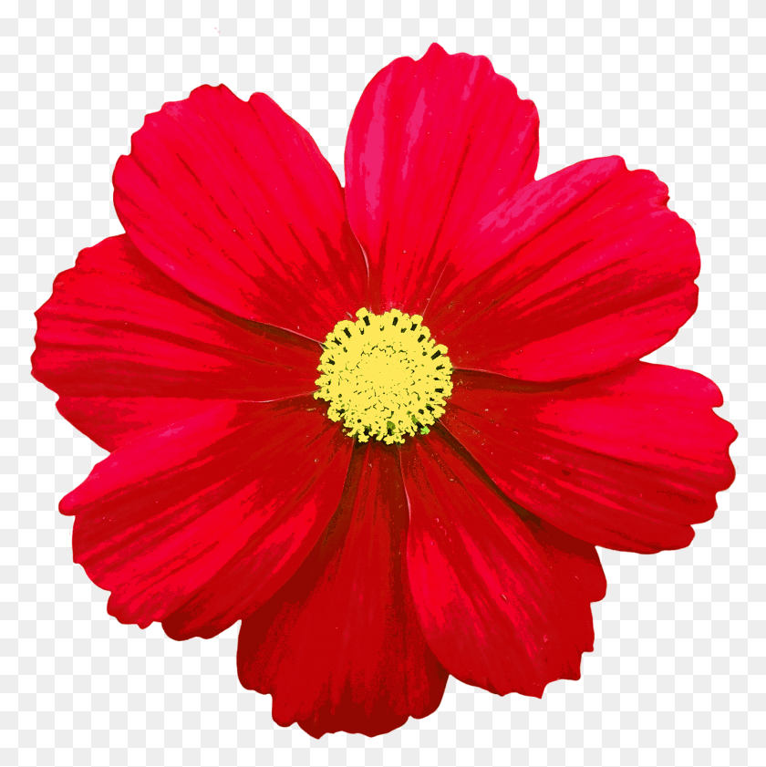 1278x1280 Цветение Цветение Цветок Цветное Изображение Флорес Де Колорес, Растение, Лепесток, Пыльца Png Скачать