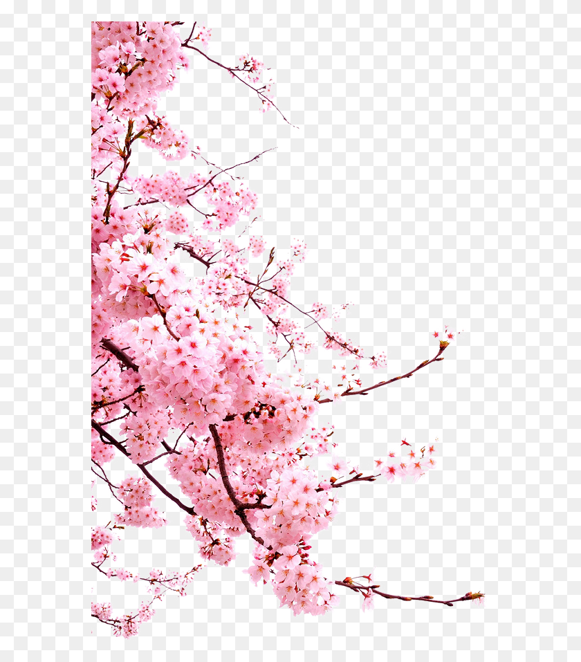 578x897 Цветение Вишни Цветок Японские Цветы Бесплатное Изображение Японская Вишня В Цвету, Растение, Цветение Вишни Hd Png Скачать