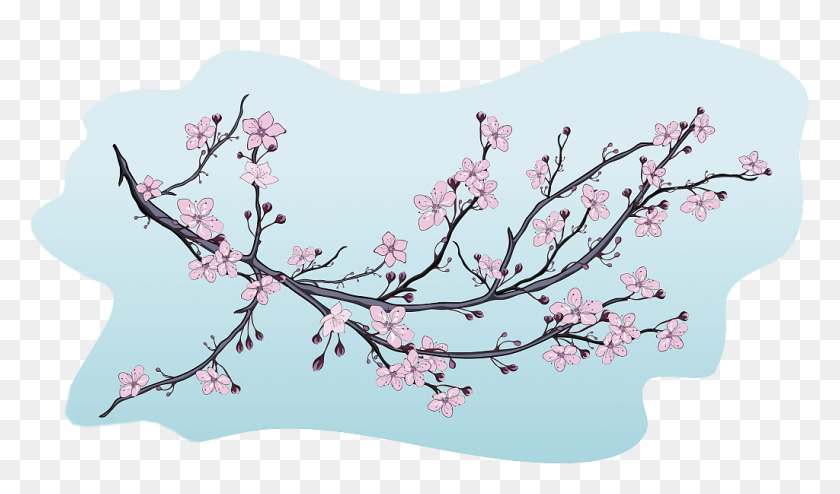 1024x571 Blossom Illustration Decorative Illustrations Of Cherry Blossom, Plant, Flower HD PNG Download