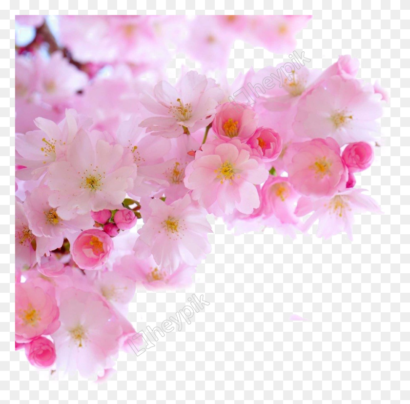 923x909 Blossom Image Free, Plant, Flower, Cherry Blossom HD PNG Download