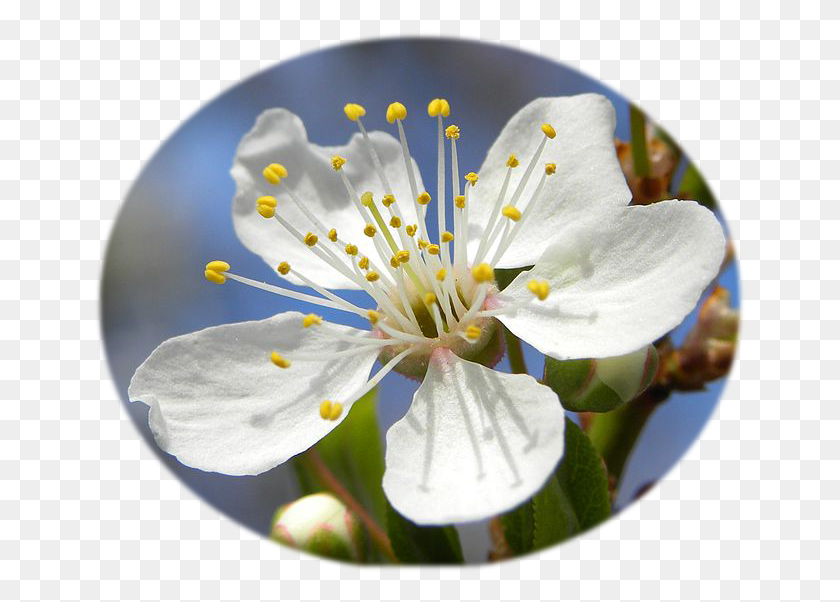 653x542 Blossom Of Mirabelle Plum Mirabelle Plum, Plant, Pollen, Flower HD PNG Download
