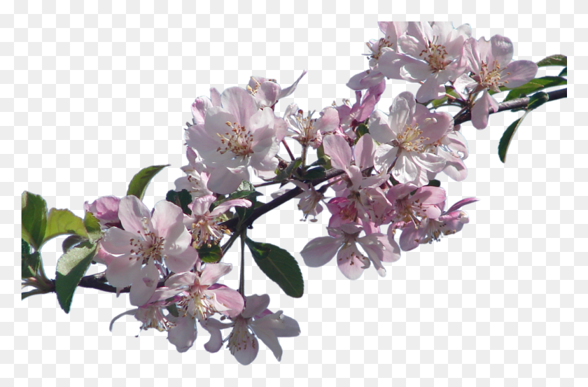 1281x810 Blossom Transparent Real Cherry Blossom, Plant, Flower, Pollen HD PNG Download