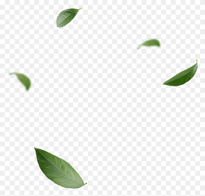 1007x960 Blowing Leaves, Leaf, Plant, Flower HD PNG Download