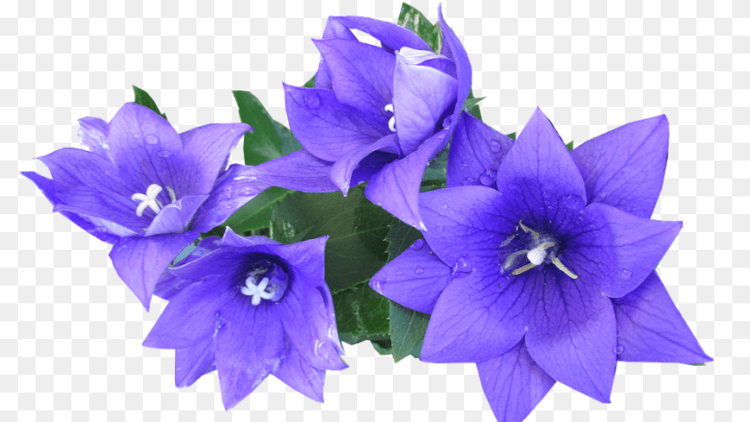 960x540 Blue Flower, Geranium, Plant Sticker PNG