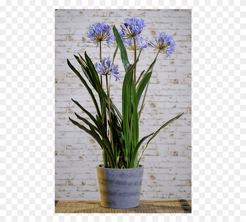 468x701 Descargar Png / Agapanthus Azul En Maceta Gris Agapanthus, Planta, Flor, Flor Hd Png