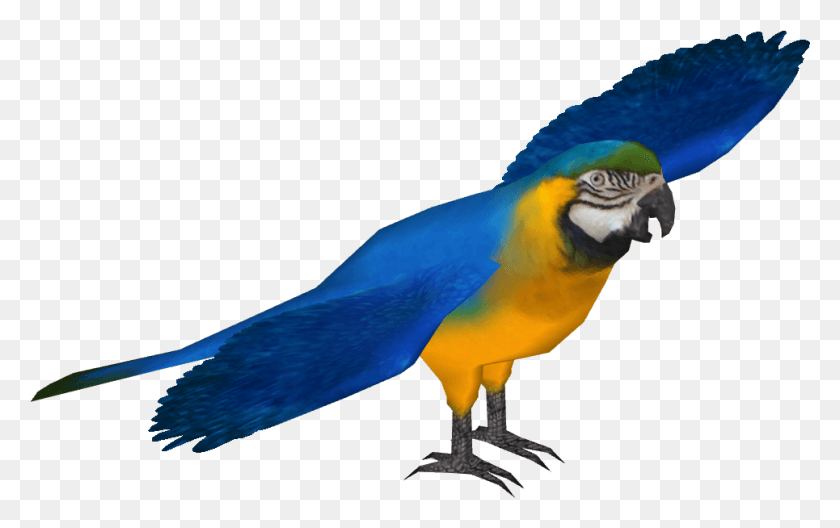 965x580 Blue And Gold Macaw Macaw, Bird, Animal, Parrot HD PNG Download