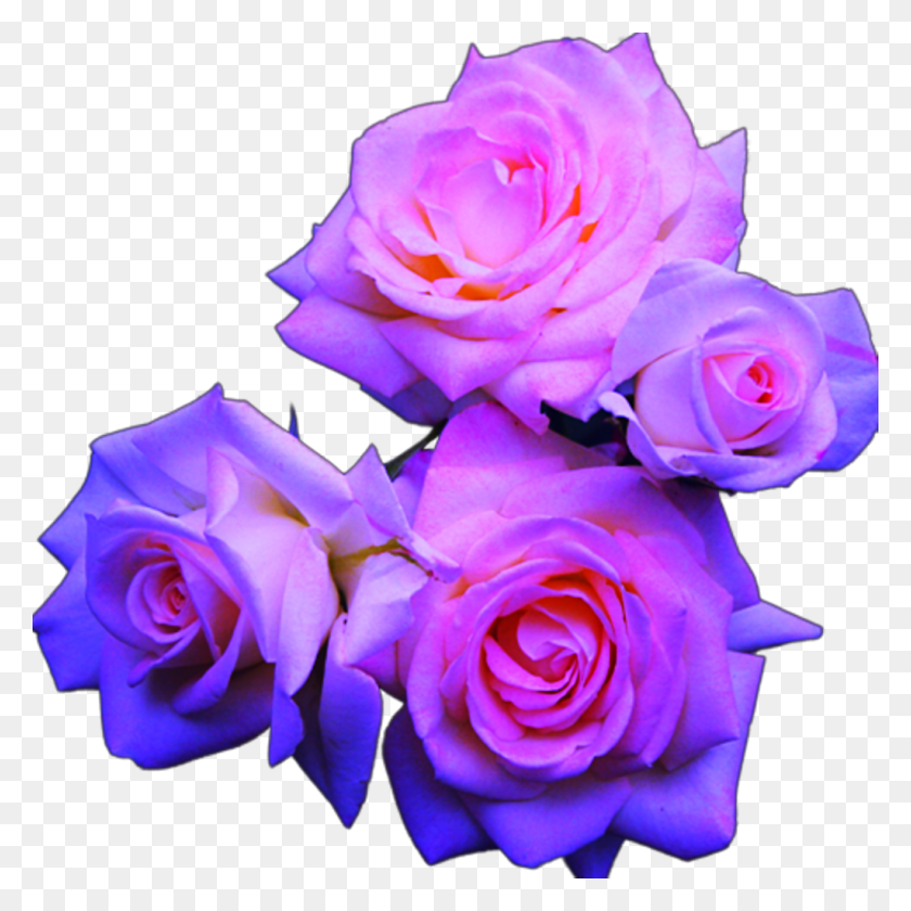 1024x1024 Blue And Pink Roses Purple Roses Transparent, Rose, Flower, Plant HD PNG Download