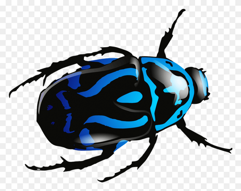 801x624 Blue Beetle Image Blue Bug No Background, Wasp, Bee, Insect HD PNG Download