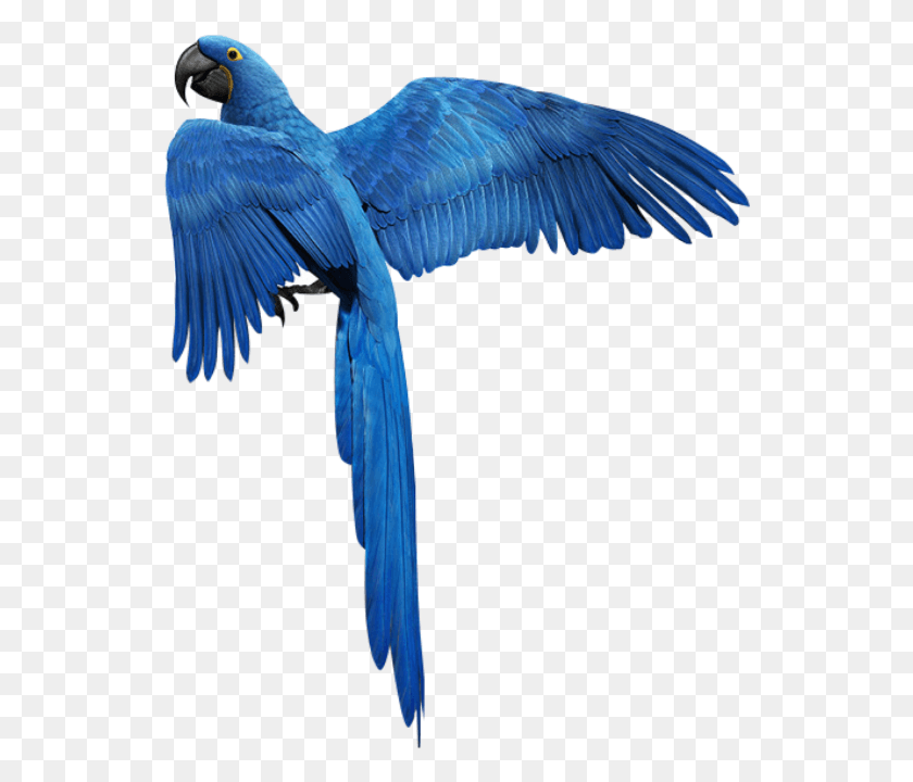 542x660 Pájaro Azul Png
