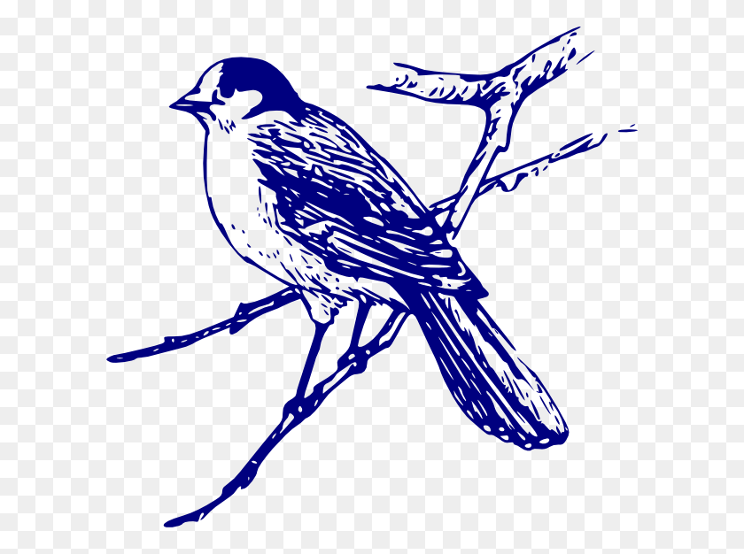 600x566 Blue Bird On Branch Drawing, Jay, Bird, Animal HD PNG Download