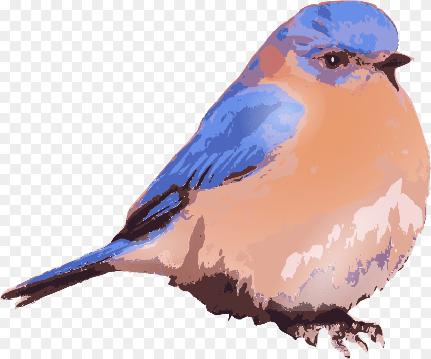 2401x2001 Blue Bird Picture Clip Art Eastern Bluebird Art, Animal, Blue Jay, Jay Sticker PNG