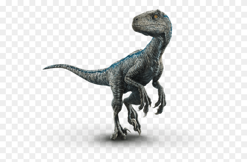613x490 Blue Blue Jurassic World, Dinosaur, Reptile, Animal HD PNG Download