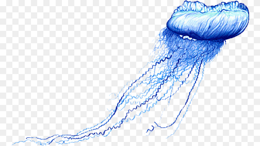 774x473 Blue Bottle Jellyfish Images Blue Bottle Jellyfish Drawing, Animal, Invertebrate, Sea Life Clipart PNG