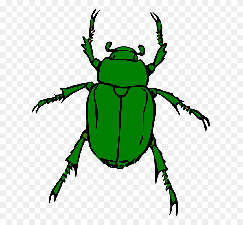 615x720 Insectos Png / Insectos Png