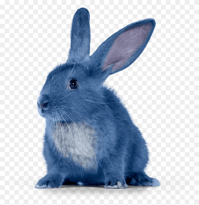 801x825 Синий Кролик Мороженое Талисман, Грызун, Млекопитающее, Животное Hd Png Скачать