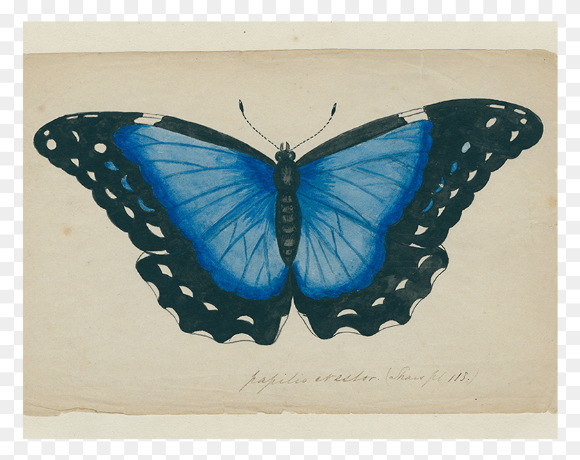 776x607 Голубая Бабочка, Черепаха, Морская Жизнь Hd Png Скачать