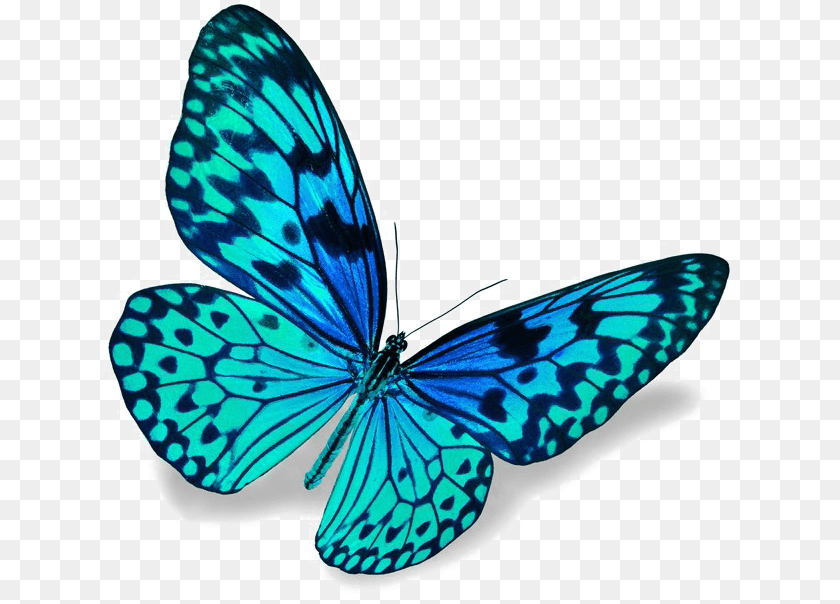 641x604 Blue Butterfly Image Blue Butterfly, Animal, Insect, Invertebrate, Reptile Sticker PNG