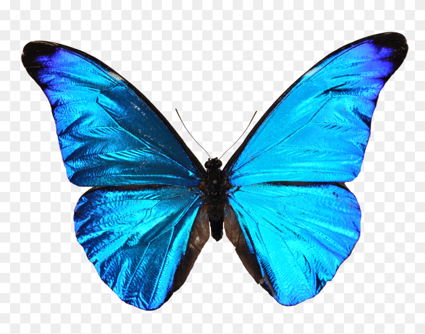 1581x1219 Mariposa Azul Mariposa Azul, Insecto, Invertebrado, Animal Hd Png
