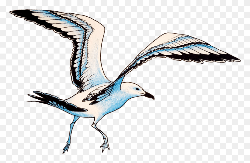 984x616 Синий Крылатый Волк Большая Черная Чайка, Птица, Животное, Летающий Hd Png Скачать