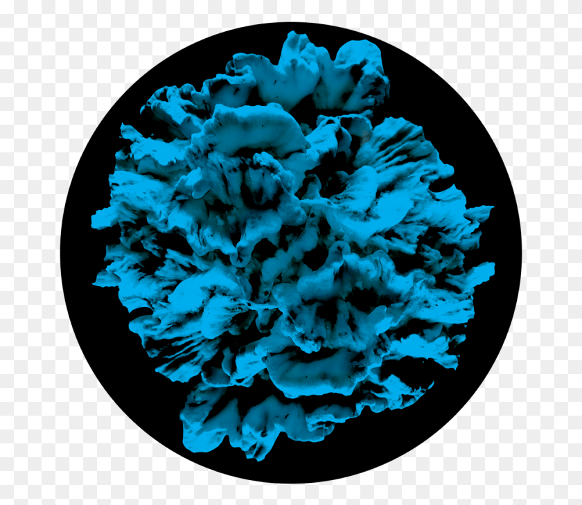 669x669 Синий Коралловый Риф Круг, Растение, Гвоздика, Цветок Hd Png Скачать