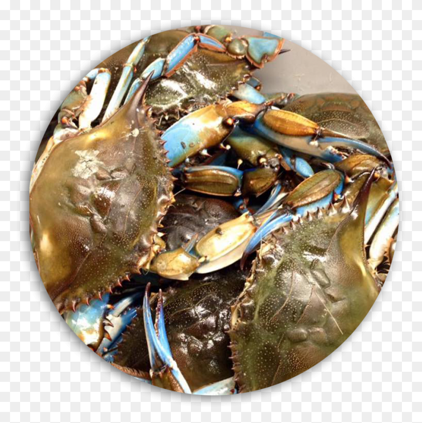 904x907 Blue Crab Dungeness Crab, Seafood, Food, Sea Life HD PNG Download