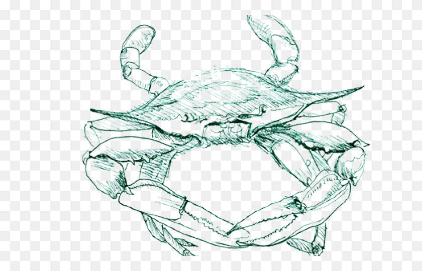 640x480 Blue Crab Freshwater Crab, Snake, Reptile, Animal HD PNG Download