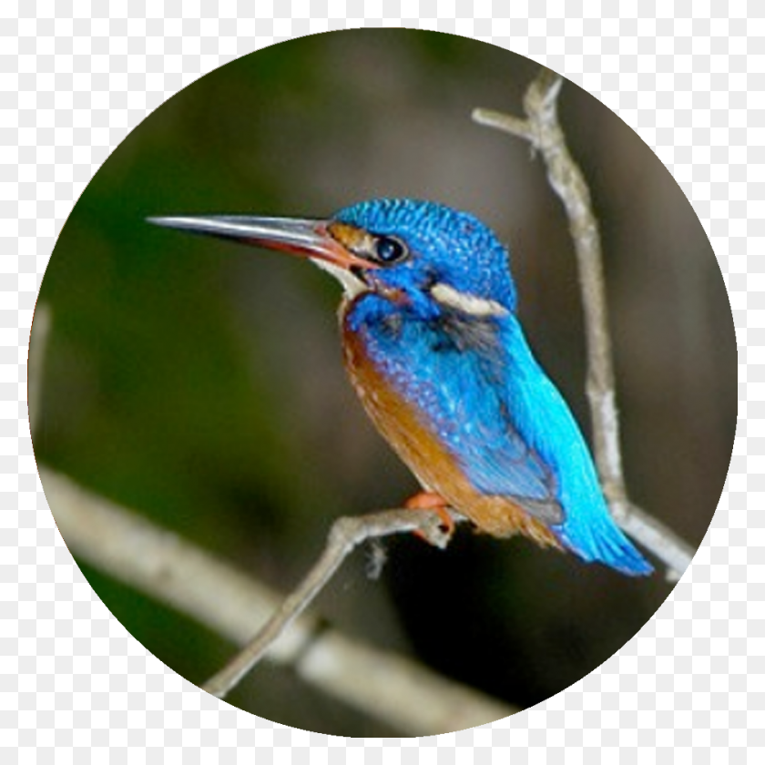 938x938 Синий Ушастый Зимородок Coraciiformes, Птица, Животное, Пчелоед Png Скачать