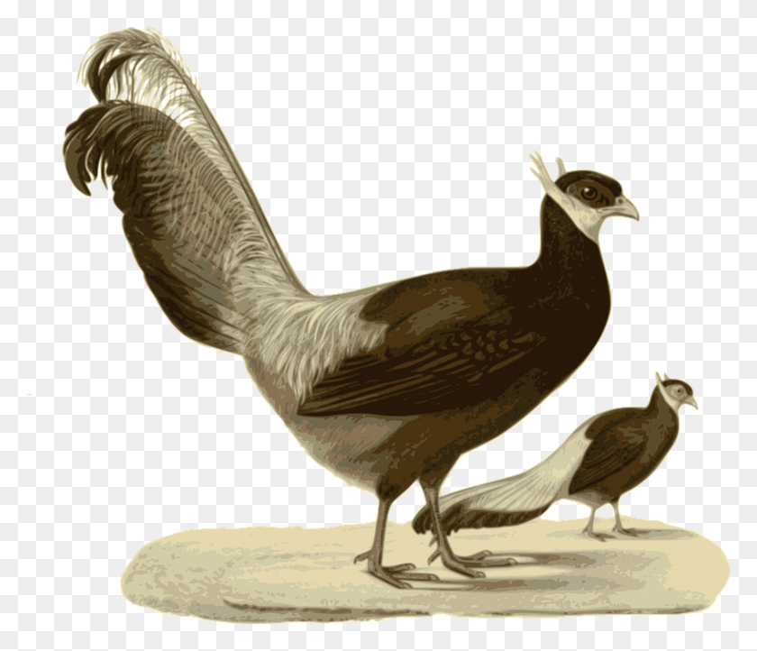 848x720 Blue Eared Pheasant, Bird, Animal, Fowl HD PNG Download
