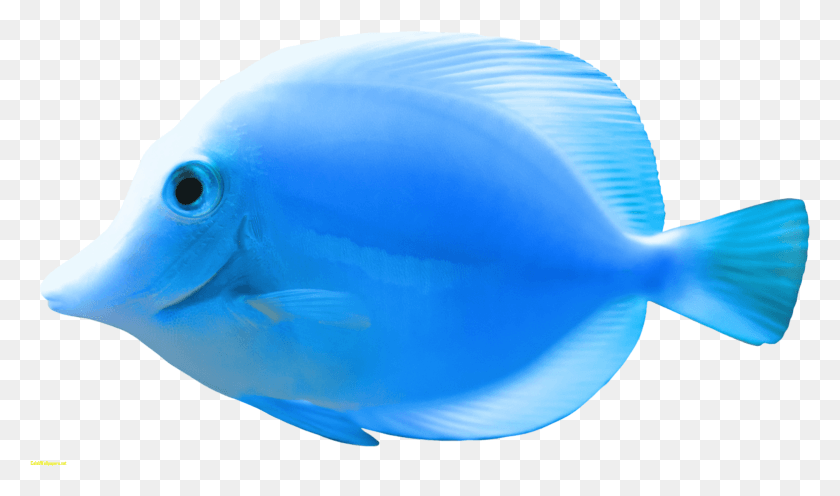 1543x864 Png Голубая Рыба