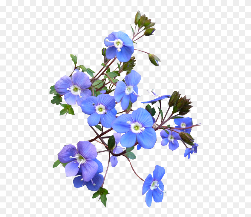 516x669 Descargar Png Flor Azul Real Transparente Flor Azul, Geranio, Flor, Planta Hd Png