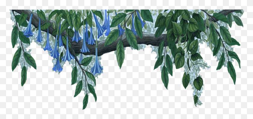 801x346 Синий Цветок Границы Прозрачный, Растение, Растительность, Цветок Hd Png Скачать