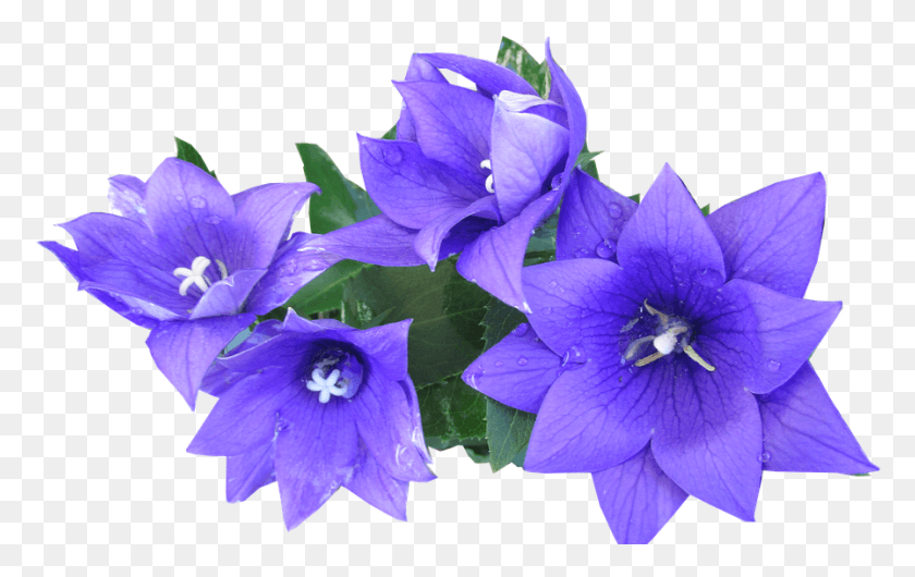 896x541 Blue Flower Cut Out, Plant, Geranium, Flower HD PNG Download