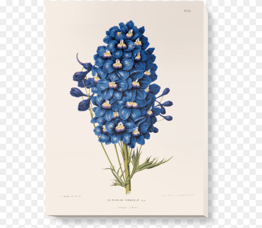 555x730 Blue Flowers Vintage Illustrations, Flower, Plant, Flower Arrangement, Geranium Sticker PNG
