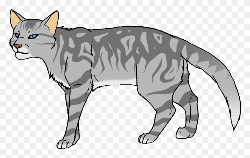 794x479 Blue Grey Cat Light Grey Cat With Dark Grey Stripes, Mammal, Animal, Wildlife HD PNG Download