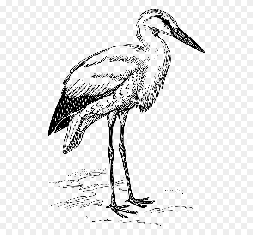 523x720 Blue Heron Clipart Transparent Stork Clipart Black And White, Gray, World Of Warcraft HD PNG Download