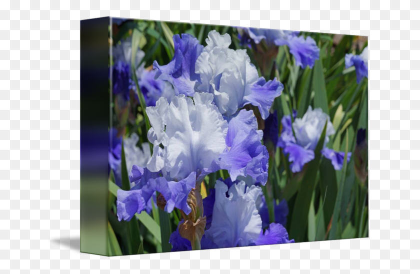 650x489 Flor Png / Iris Azul, Iris, Flor, Gladiolo Hd Png