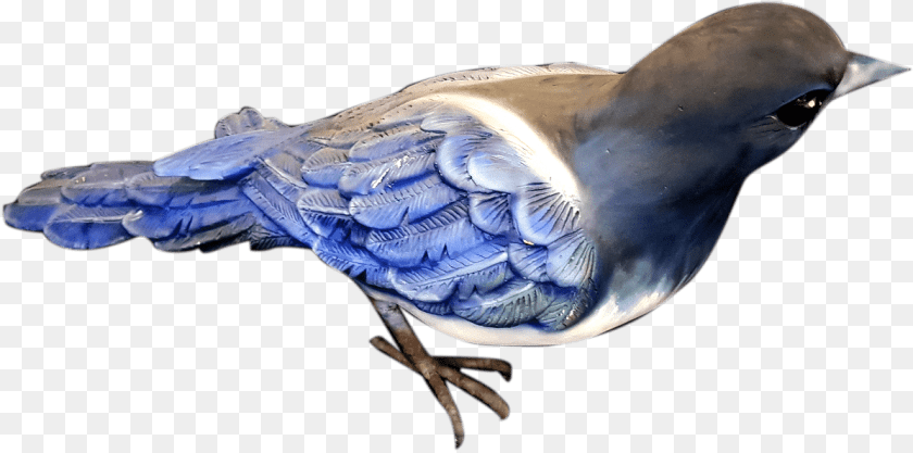 1196x594 Blue Jay, Animal, Bird, Blue Jay, Bluebird Transparent PNG