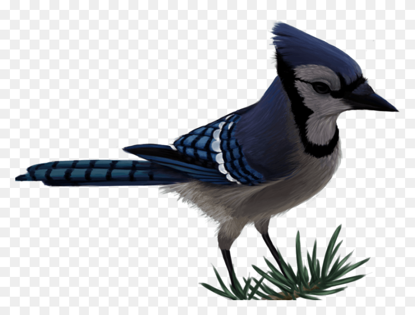 864x640 Blue Jay By Sherushi Vector Free Blue Jay, Bird, Animal, Blue Jay HD PNG Download