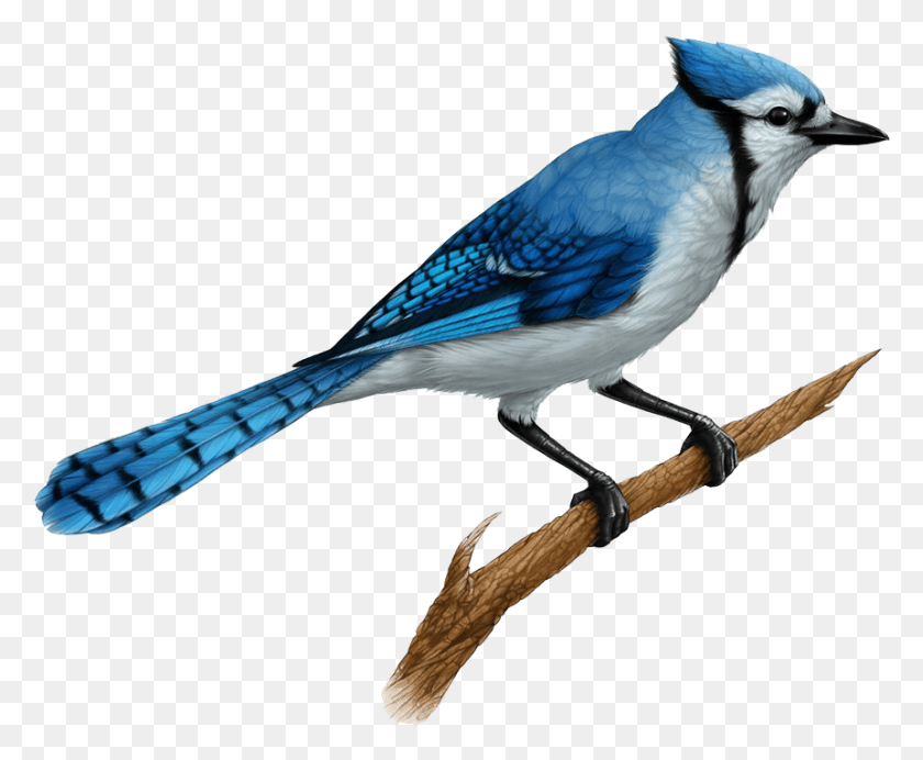 861x698 Blue Jay Realistic Blue Jay Drawings, Bird, Animal, Blue Jay HD PNG Download