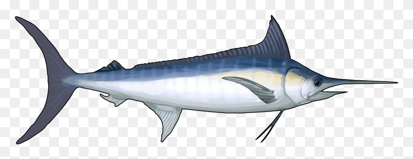3416x1164 Blue Marlin Fish Of The Coast Of Destin, Swordfish, Sea Life, Animal HD PNG Download