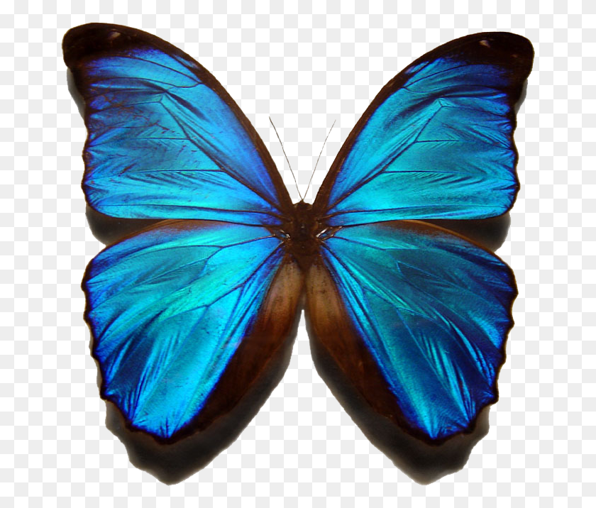 669x656 Blue Morpho Butterfly Blue Morpho Butterfly Transparent, Ornament, Pattern, Person HD PNG Download