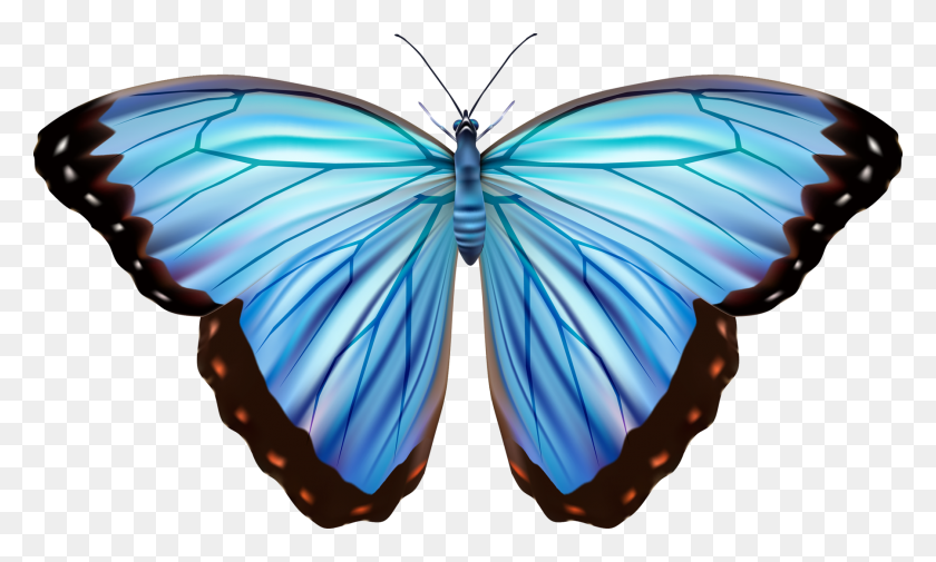 1800x1028 Blue Morpho Butterfly Vector, Purple, Pattern, Graphics HD PNG Download