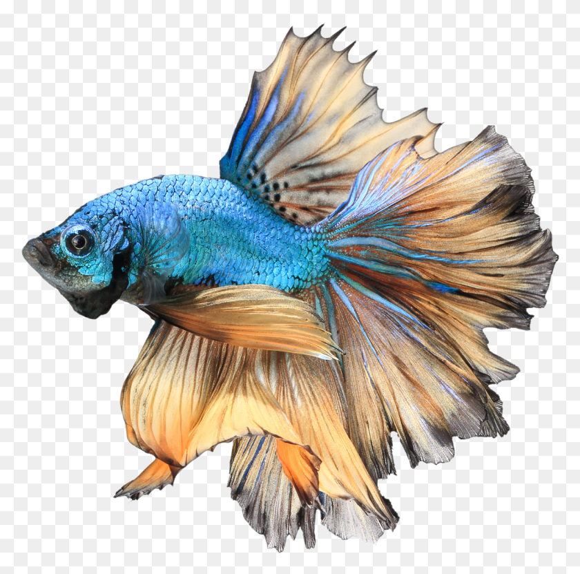 1124x1112 Синий Рай Самец Бетта Реалистичный Рисунок Бойцовой Рыбы, Животное, Птица, Водный Hd Png Скачать