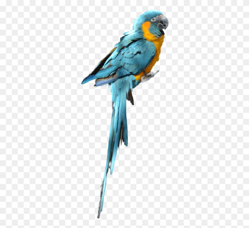 300x708 Синий Попугай Картинка Попугай Для Фотошопа, Птица, Животное, Сойка Hd Png Скачать